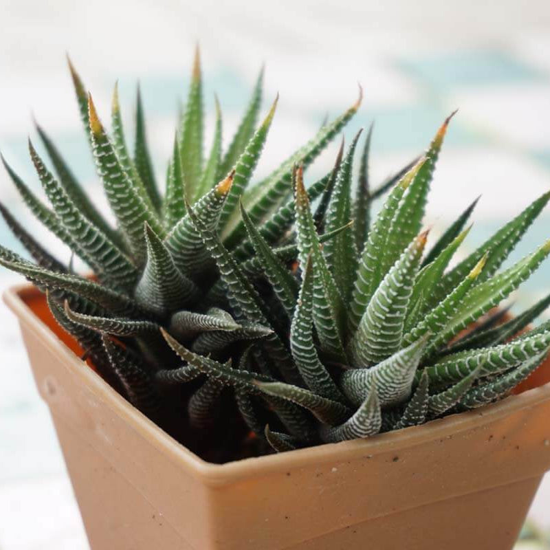 Haworthia plant