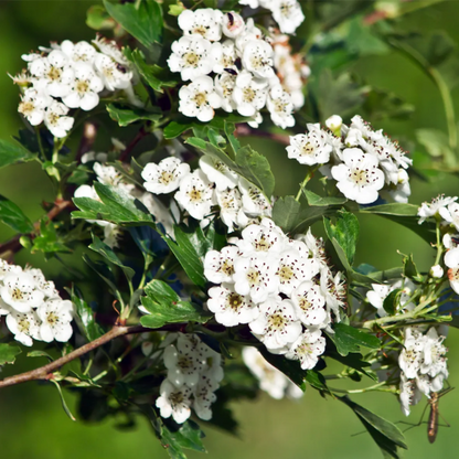 Downy Hawthorn plant