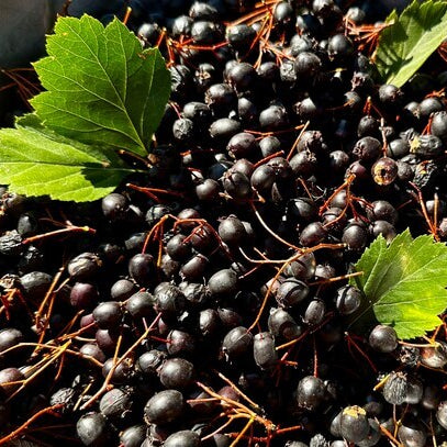 Black Hawthorn plant