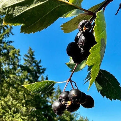 Black Hawthorn plant