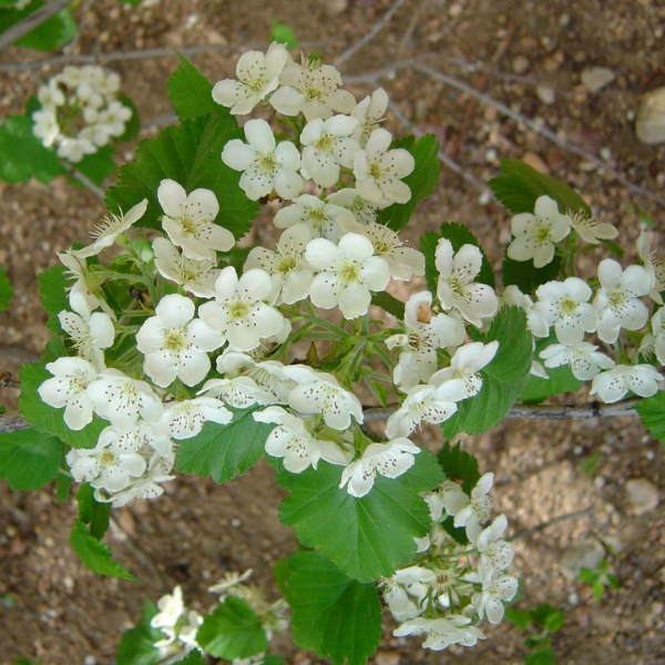 Downy Hawthorn plant