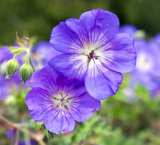 Purple Narcissus flower seeds