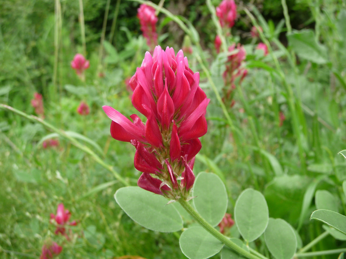 Silla flower seeds