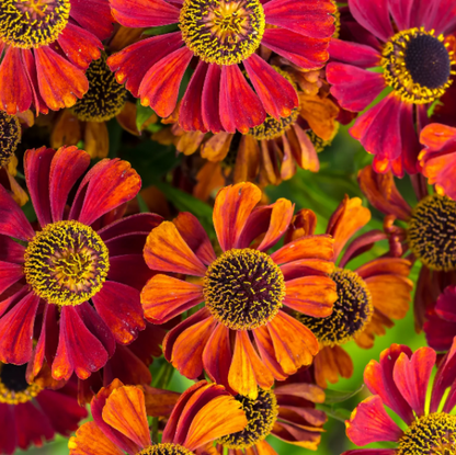 Autumn Leaves Helenium plant