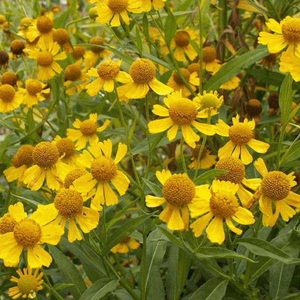 Autumnale Helenium plant