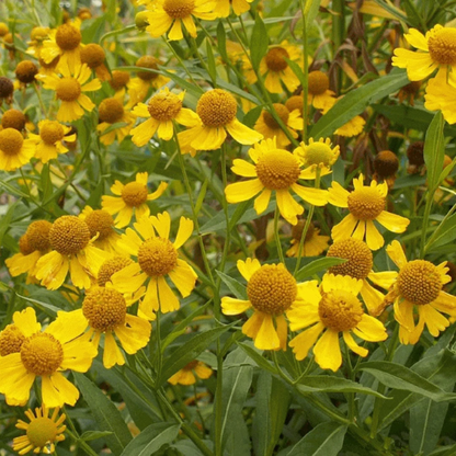 Autumnale Helenium plant