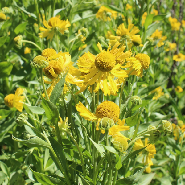 Autumnale Helenium plant