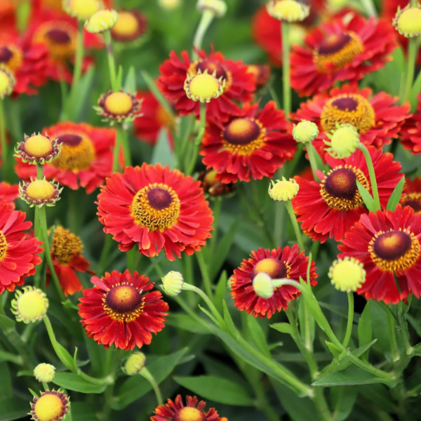 Autumn Leaves Helenium plant