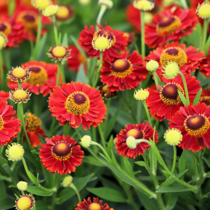 Autumn Leaves Helenium plant
