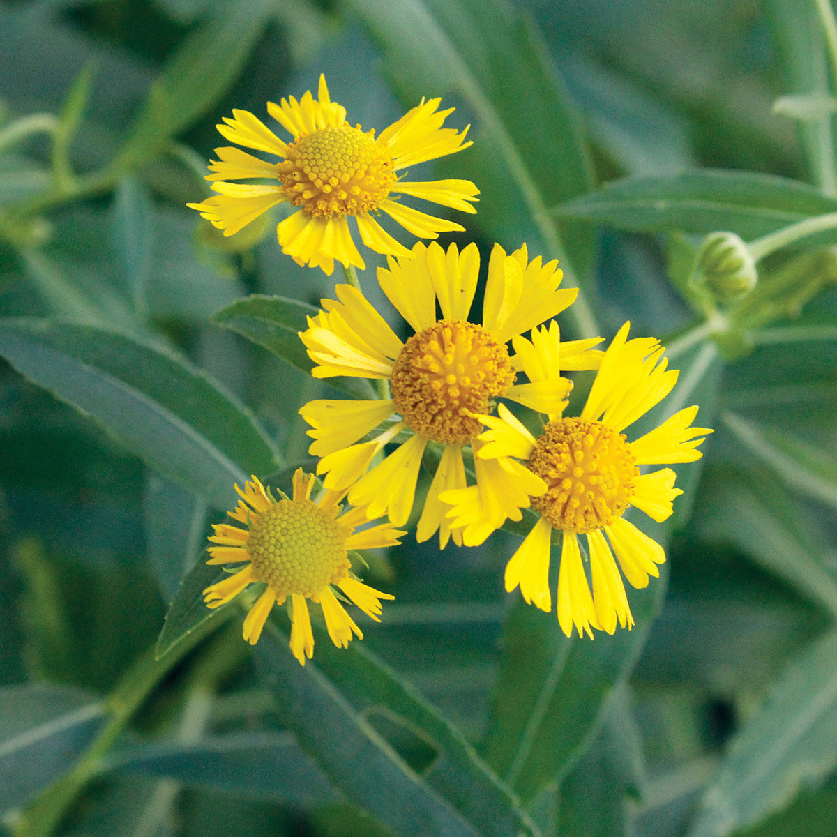 Autumnale Helenium plant