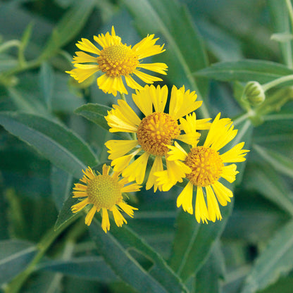 Autumnale Helenium plant