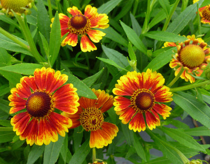 Helenium flower seeds