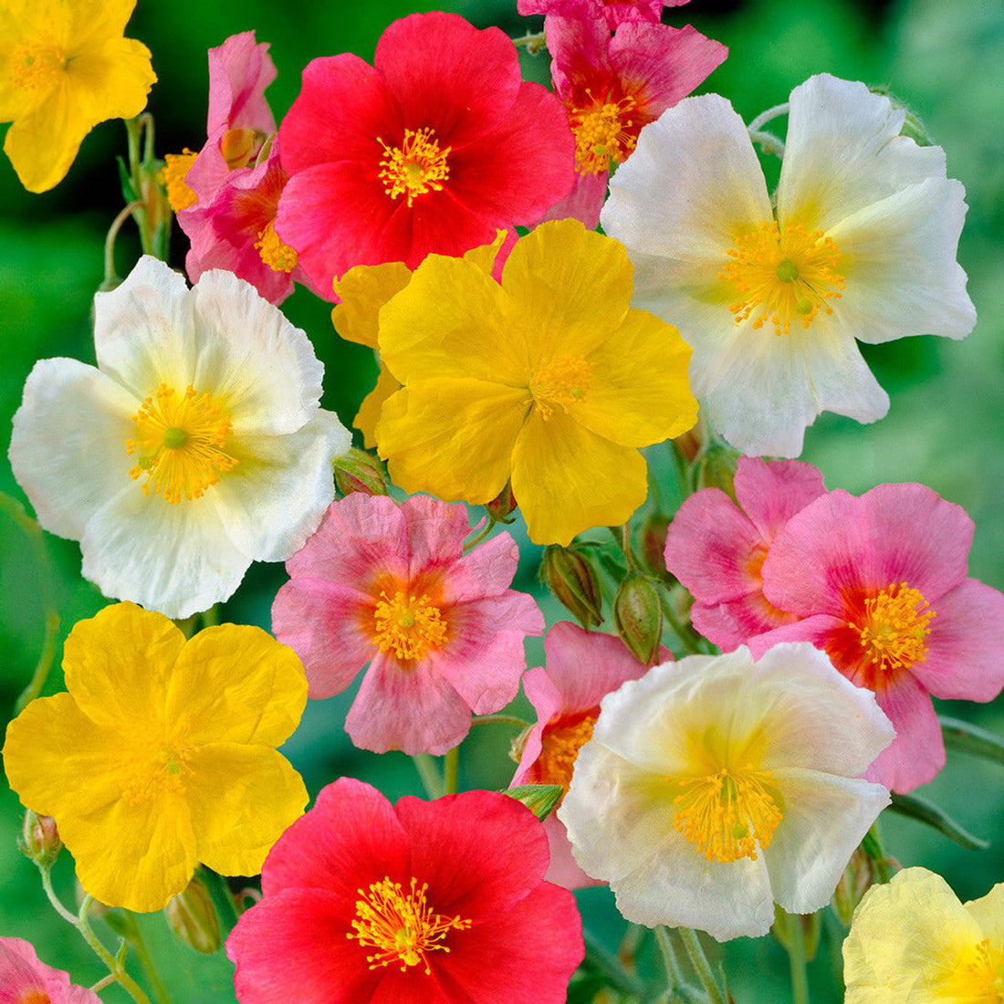 Helianthemum flower seeds