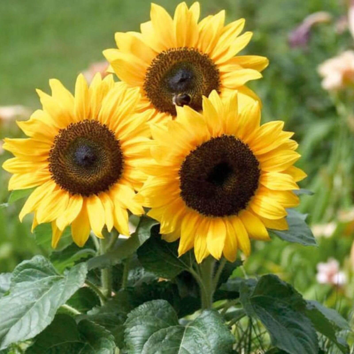 Helianthus Angustifolius plant