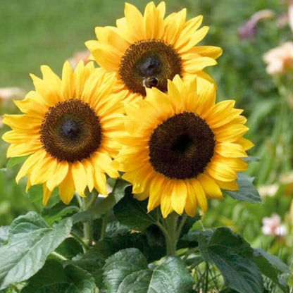 Helianthus Angustifolius plant