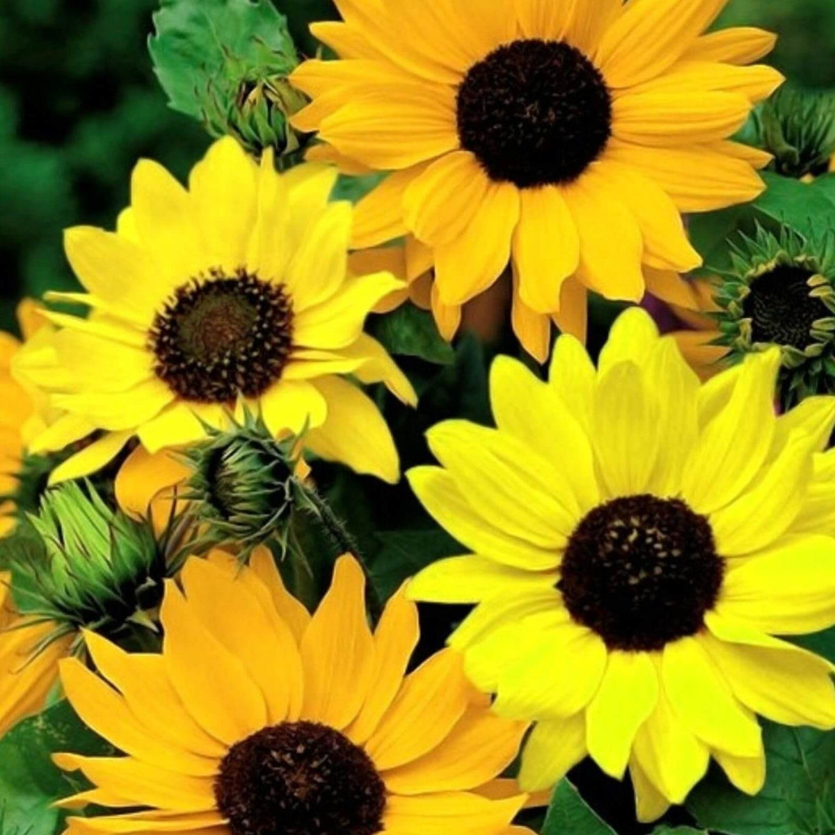 Helianthus Angustifolius plant