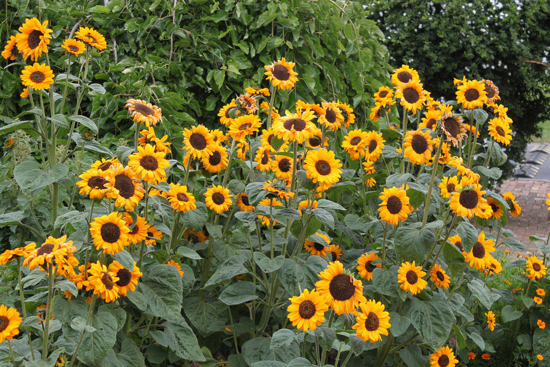 Helianthus Annuus flower seeds