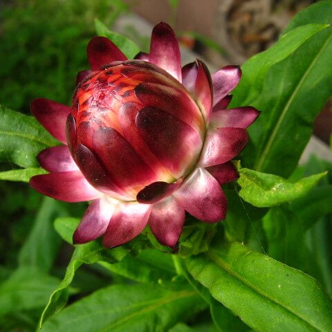 Red Helichrysum italicum plant
