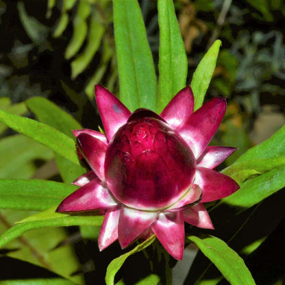 Red Helichrysum italicum plant