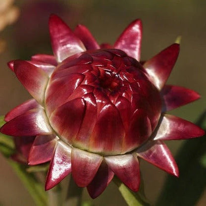 Red Helichrysum italicum plant