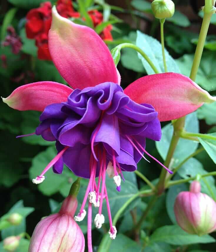 Purple Pink Fuchsia plant