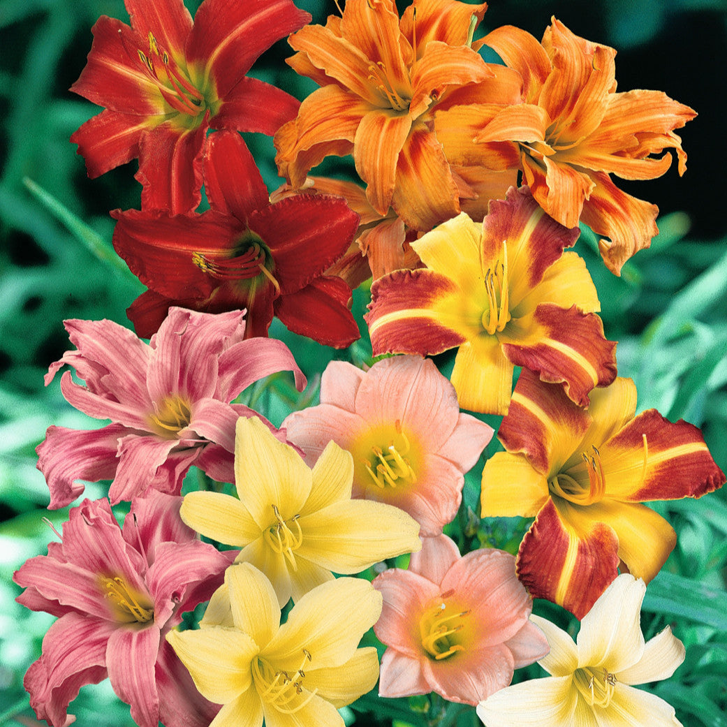 Hemerocallis flower seeds