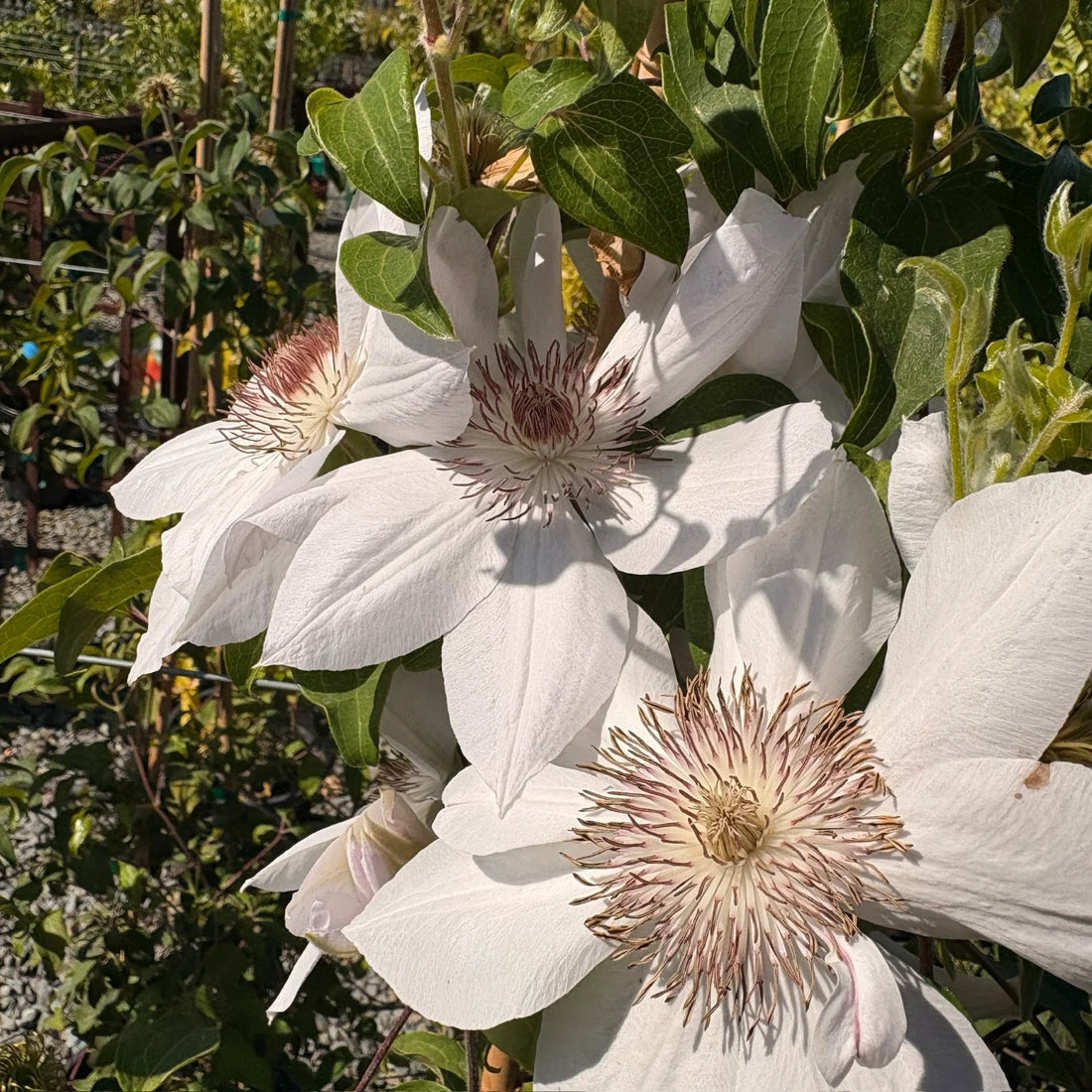 Brown White flower seeds