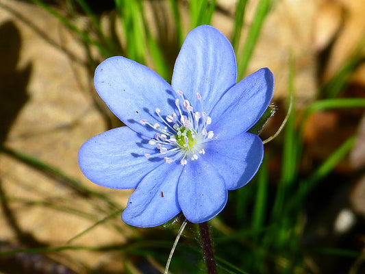 Blue Hepatica flower seeds