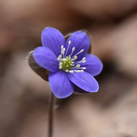 Hepatica Nobilis flower seeds for planting – perennial woodland garden flower
