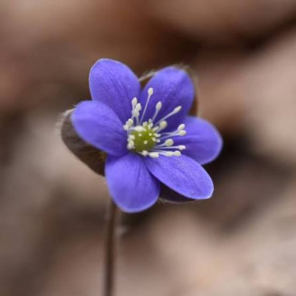Hepatica Nobilis flower seeds for planting – perennial woodland garden flower