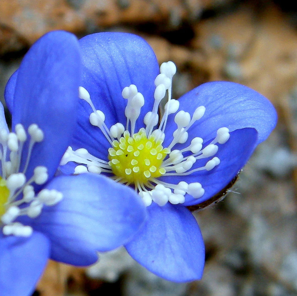 Hepatica Nobilis flower seeds