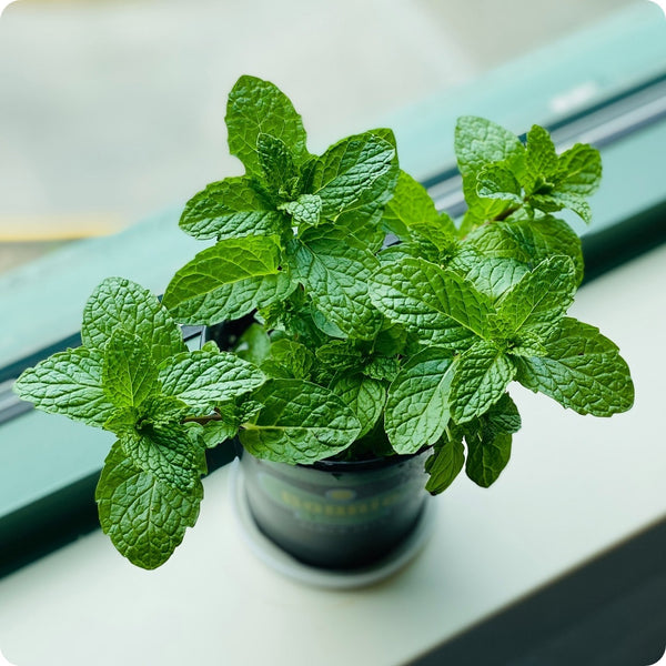 Common Mint Herb Seeds for Planting – Heirloom Non-GMO Garden Seeds
