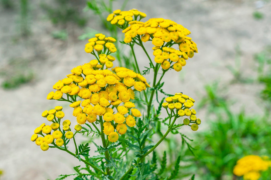 Tansy flower seeds