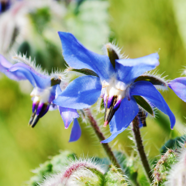Blue Star Borage plant
