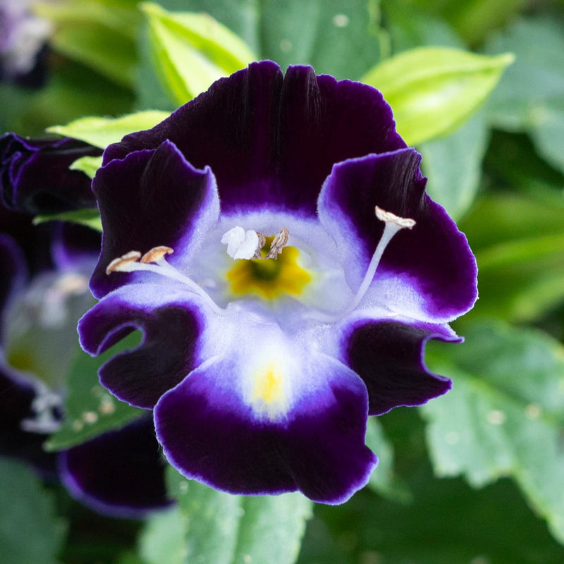 Deep Blue Torenia Flower Seeds for Planting – Heirloom Non-GMO Garden Seeds