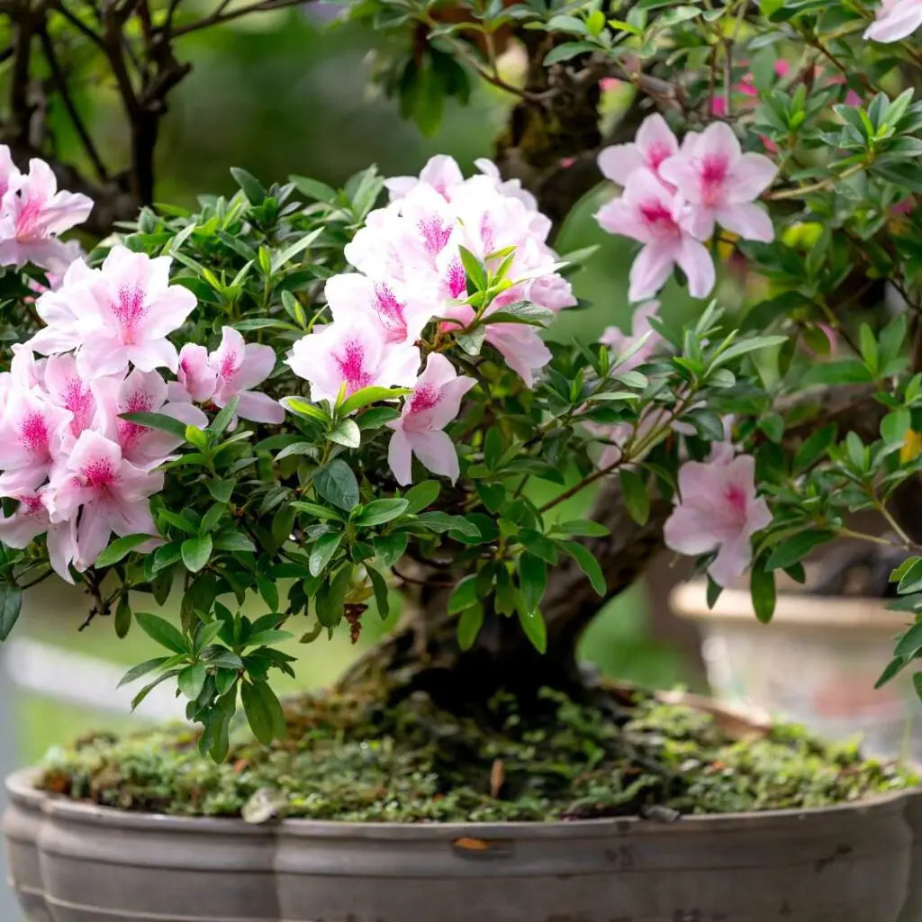 Bonsai flower seeds