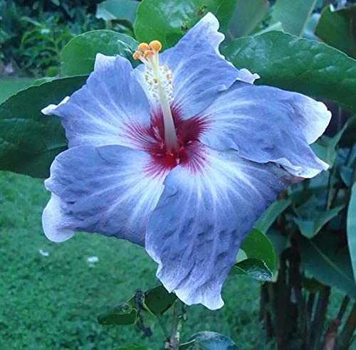 Light Blue flower seeds