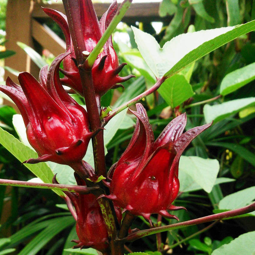 Australian Rosella Hibiscus plant