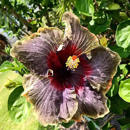 Pink Purple Hibiscus plant