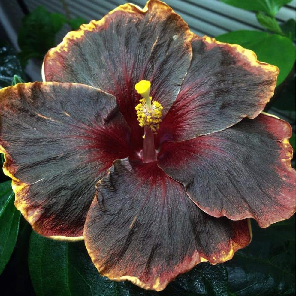 Pink Purple Hibiscus plant