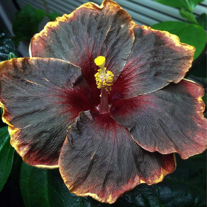 Pink Purple Hibiscus plant