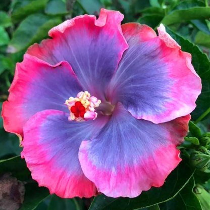 Blue-Pink Hibiscus plant