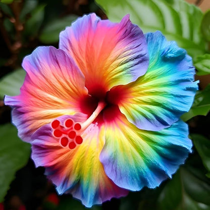 Rare Mixed Hibiscus plant