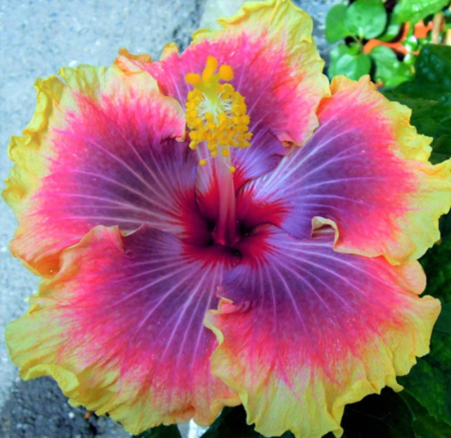 Rare Mixed Hibiscus plant