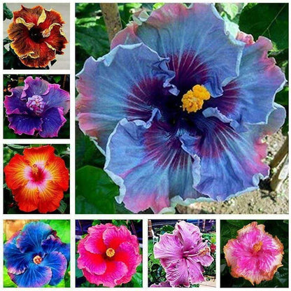 Blue Mix Hibiscus plant