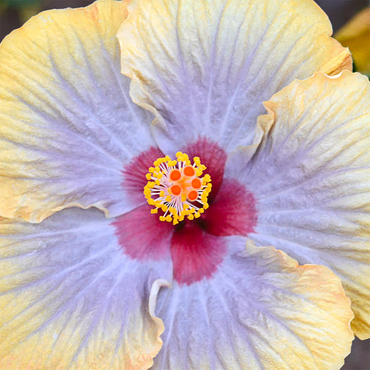 Purple Yellow Hibiscus plant