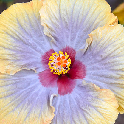 Purple Yellow Hibiscus plant