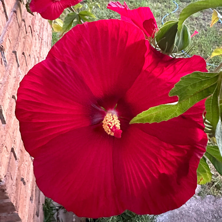 Dinner Plate Hibiscus plant