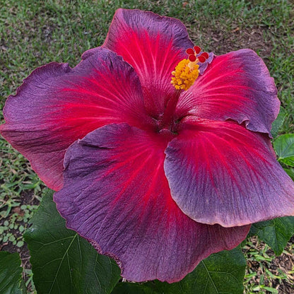 Ash Red Hibiscus plant