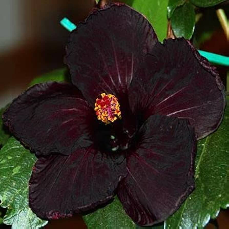 Black Hibiscus plant